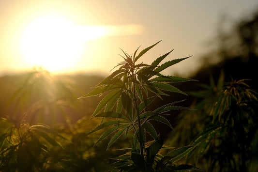 Découvrez les Différents Types de Culture de CBD : Indoor, Greenhouse et Outdoor