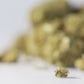 Fleur CBD Northern Light